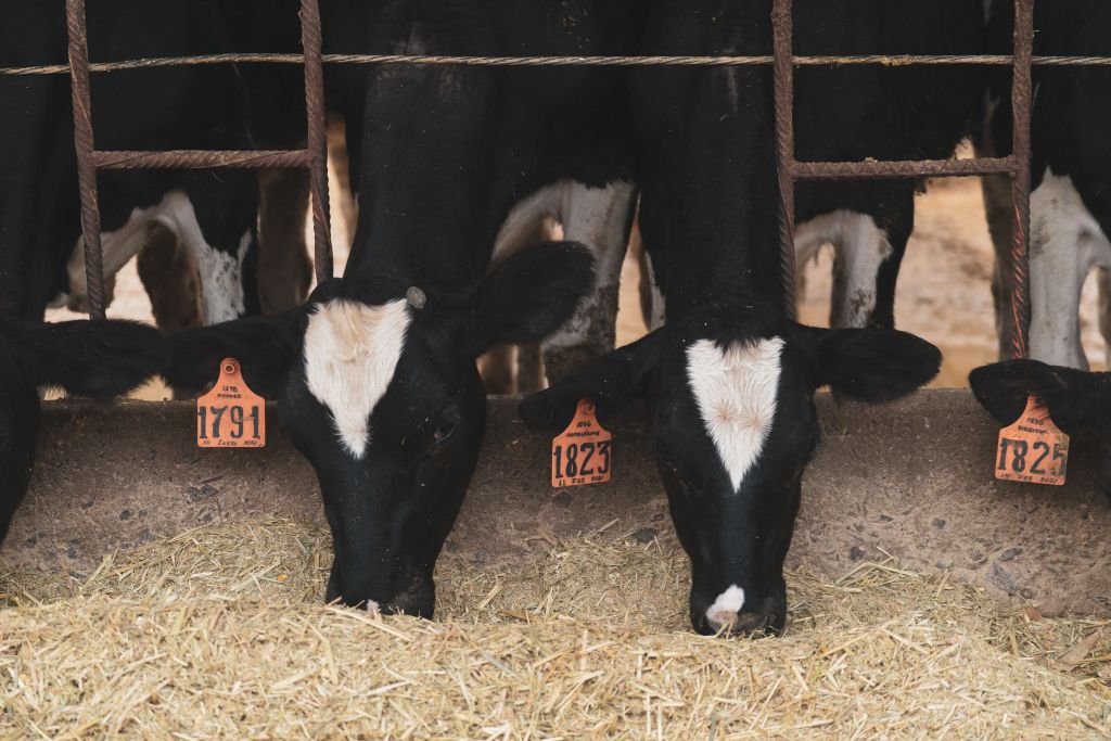 Why the Secret to the Best Ice Cream Always Starts at the Farm&nbsp;Source